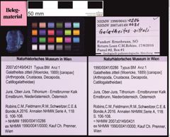 Foto (Objekt + Etiketten) von Galatheites zitteli (Moericke, 1889) (NHMW-GEO-1990-0041-0286)